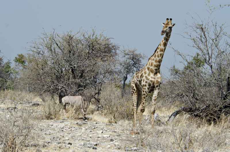 129 - Namibia - jirafa - parque nacional de Etosha